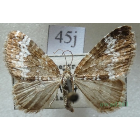 Perizoma alchemillata (Linnaeus, 1758) Peryzoma przywrotnica Czech45j